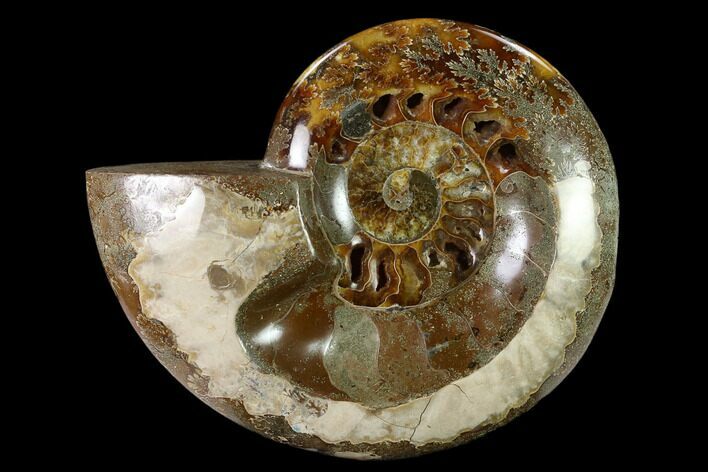 Wide Polished Fossil Ammonite Dish - Inlaid Ammonite #137408